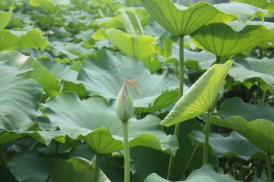 莲藕属于什么类植物 莲藕属于哪类植物？