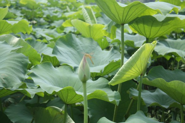 莲藕属于什么类植物