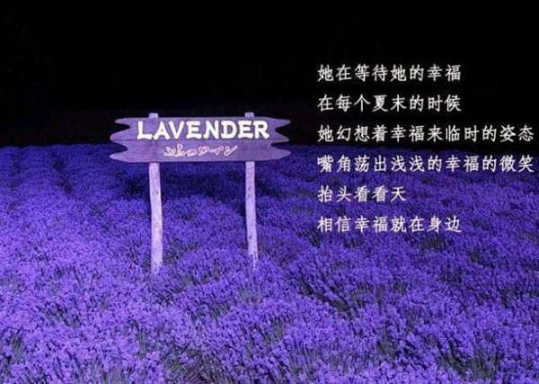 薰衣草的花语是什么意思