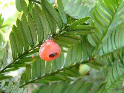 红豆杉属于什么类植物 红豆杉是属于哪类植物？