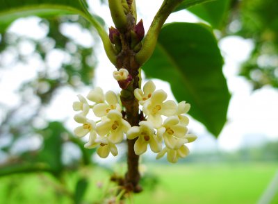 桂花树属于什么类植物 桂花树是什么类型的植物？