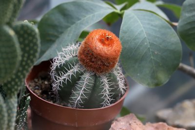 仙人球属于什么类植物 仙人球是哪一类植物？