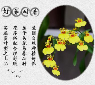 兰花草代表什么象征意义 兰花草的象征意义