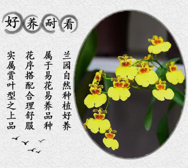 兰花草代表什么象征意义