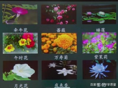 芍药花几点开花时间 芍药花何时开花、芍药花何时盛放