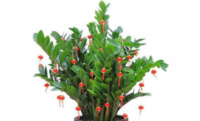 代表富贵发财的花 以富贵发财的花
富贵发财的花以