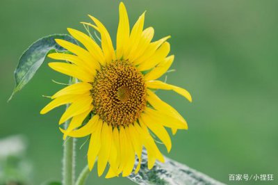 代表努力向上的花 以花朝阳勇往直前
花朝阳不断进步