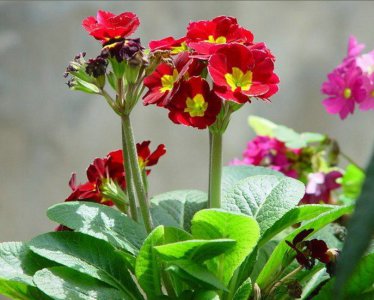 报春花是一年生还是多年生 报春花是多年生还是一年生？