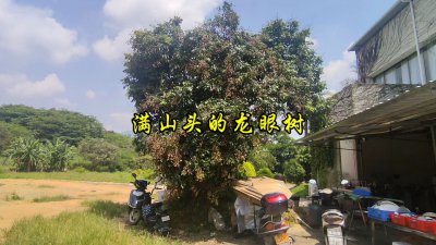 龙眼长在树上还是地上 龙眼果实生长在何处？