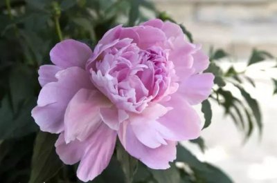 代表虚伪的花 以虚伪面目的花
伪装的花朵