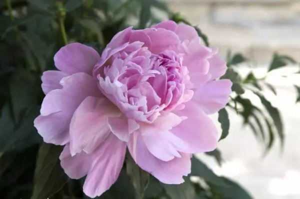 代表虚伪的花