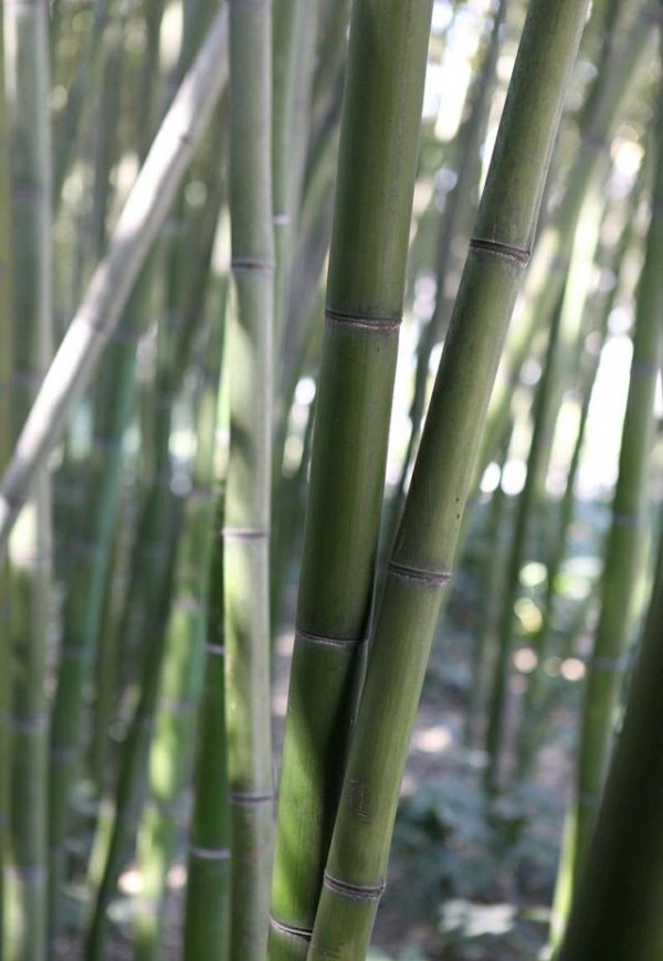 竹子属于花还是草