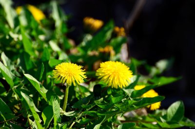蒲公英属于花还是草类 蒲公英是一种草还是花？