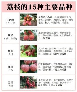 增城荔枝品种排名 增城荔枝种类排名