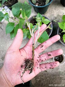 三角梅的繁殖方法 三角梅生长繁衍技巧