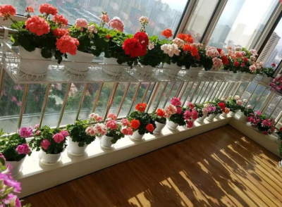 南阳台适合种什么植物室内南向阳台适合栽的花