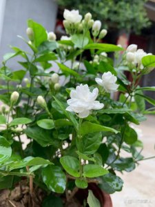 茉莉花是多年生还是一年生 茉莉花是长寿植物还是短寿植物？