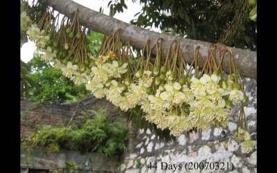 榴莲几月开花几月结果 榴莲何时开花结果？