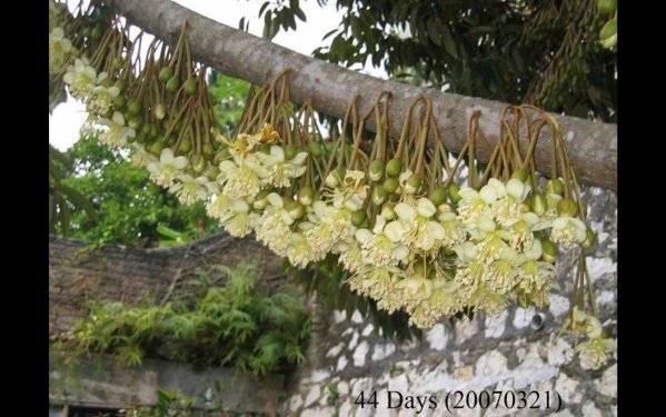 榴莲几月开花几月结果