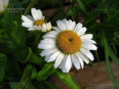 大滨菊播种后多久开花 大滨菊播种后多久会开花？