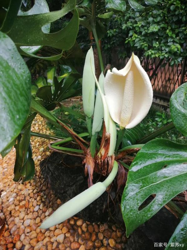 龟背竹开花吗