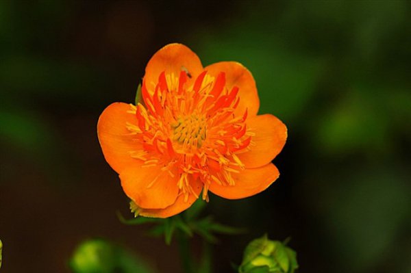 旱金莲什么时候开花