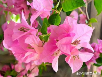 三角梅什么季节开花 三角梅在何时开花？