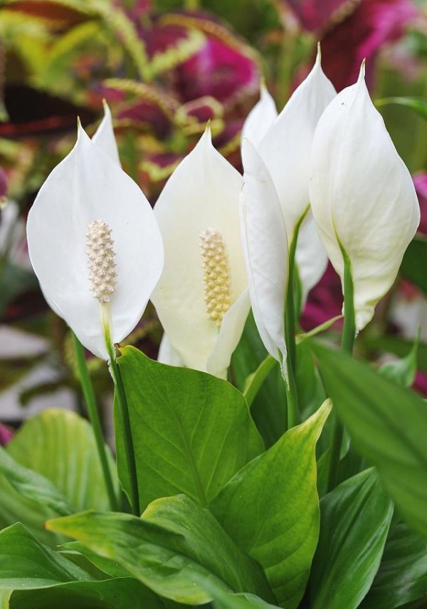 白掌什么季节开花