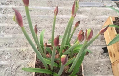 水培洋葱会开花吗 水栽培洋葱能开花吗？