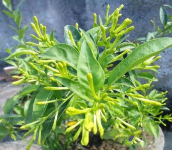 驱蚊草会开花吗 驱蚊草是否会开花？