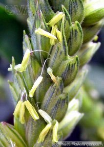 麦子会开花吗 麦子也会开花吗？
麦子是否开花？