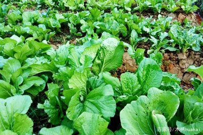 大白菜什么季节成熟 大白菜何时收获最佳？