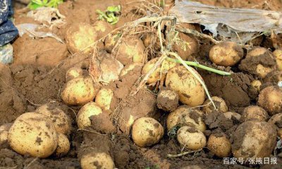 土豆什么季节成熟 什么季节土豆成熟？
土豆何时收获最佳？