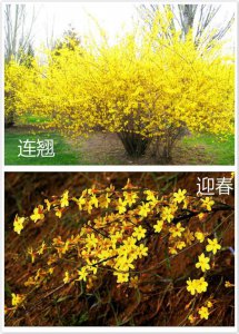 迎春属于乔木还是灌木？ 迎春是乔木还是灌木植物