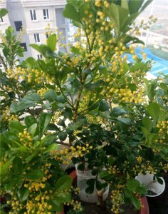 米兰什么季节开花 花期是几月份