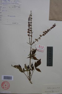 鼠尾草是什么花序类型 属于圆锥花序