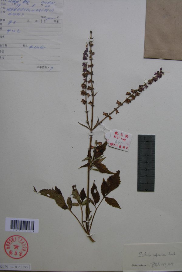 鼠尾草是什么花序类型 属于圆锥花序