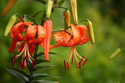 百合是什么花序类型 属于总状花序