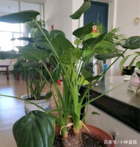 有毒室内盆栽种类盘点 室内有毒的盆栽有哪些