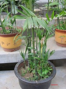 阴性植物盆栽有哪些 适合室内的阴性植物盆栽推荐