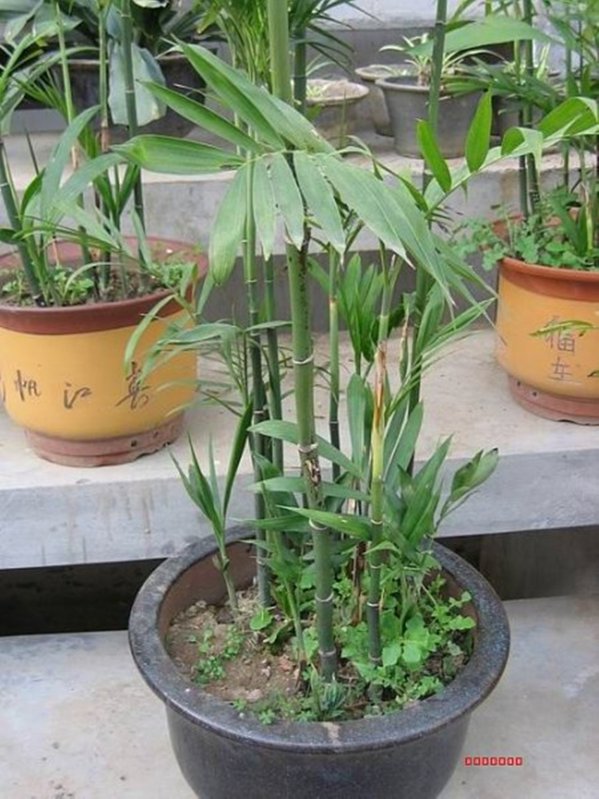 阴性植物盆栽有哪些