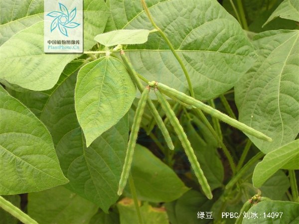 绿豆是植物吗 属于一年生的双子叶植物