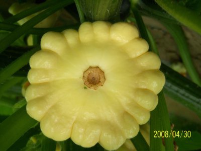 南瓜是植物吗 属于植物的什么器官