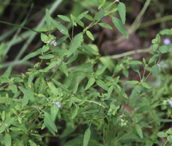 石莼是什么植物类别 石莼属于哪个植物分类？
