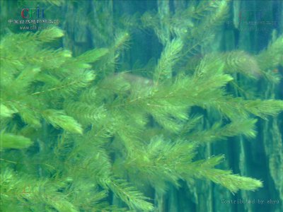 金鱼藻属于哪类植物？ 金鱼藻是什么植物类别