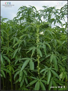 笙油麻是什么植物 属于什么科植物
