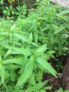 荨麻是什么植物类别 荨麻属于哪个植物类别？