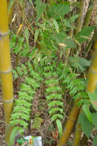 血乌属于哪类植物？ 血乌是什么植物类别
