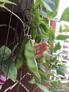魔力豆是什么植物 属于什么科植物