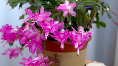 蟹瓜兰一年开几次花 蟹瓜兰一年花开多少次？
